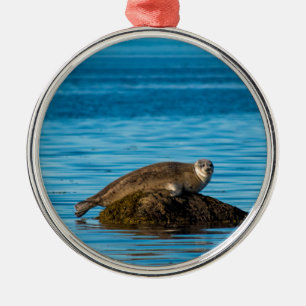 Atlantic Harbour Seal Metal Tree Decoration