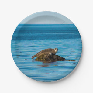 Atlantic Harbour Seal Paper Plate