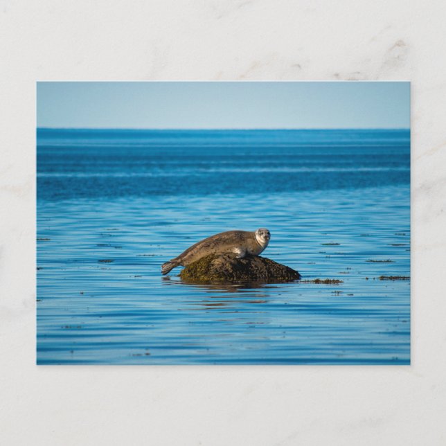 Atlantic Harbour Seal Postcard (Front)
