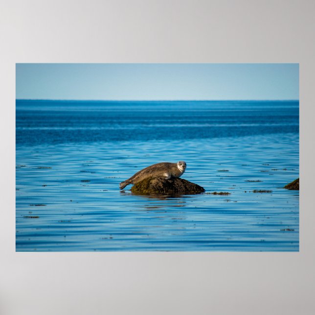 Atlantic Harbour Seal Poster (Front)
