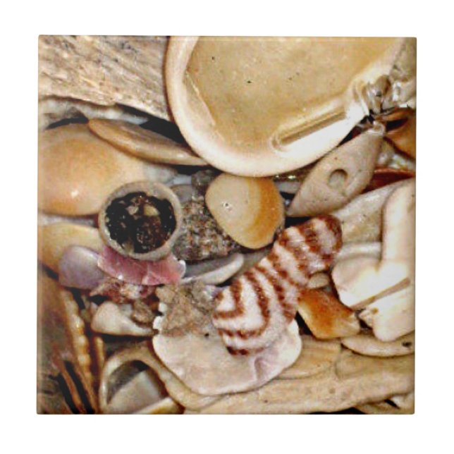 Atlantic Ocean Sea Shells Tile (Front)