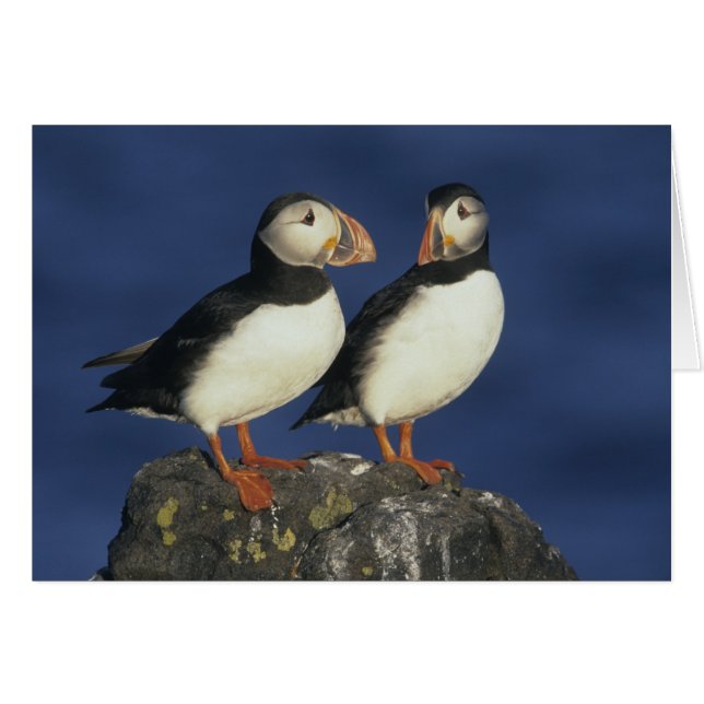 Atlantic Puffin (Front Horizontal)