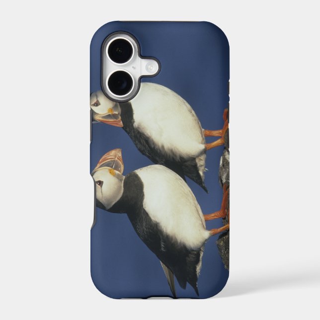 Atlantic Puffin (Back)