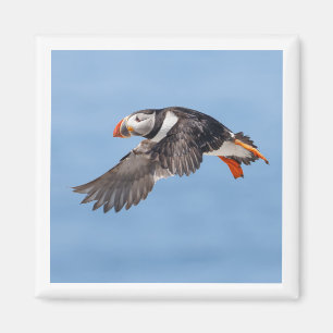 Atlantic Puffin 2x2 magnet