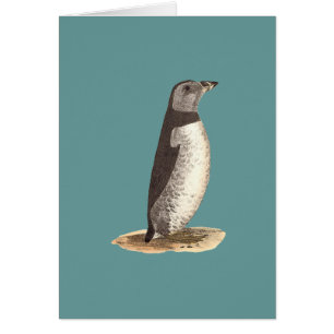 Atlantic Puffin (Arctic Puffin) Fratercula arctica