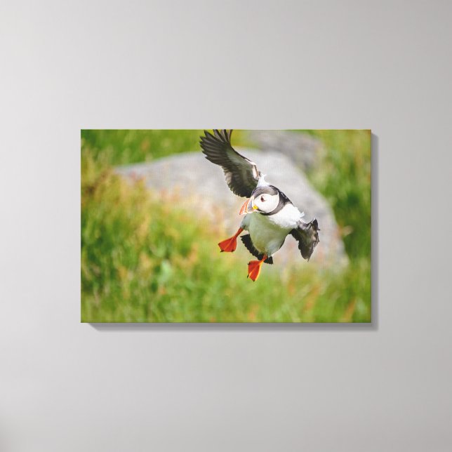 Atlantic Puffin bird flying canvas print (Front)