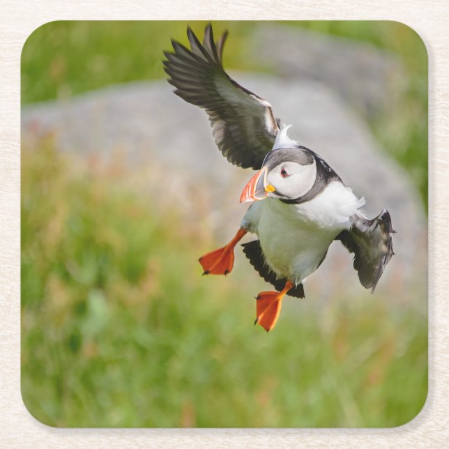 Atlantic Puffin bird flying coaster (Front)