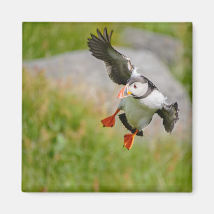 Atlantic Puffin bird flying magnet