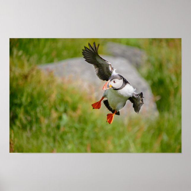 Atlantic Puffin bird flying poster (Front)