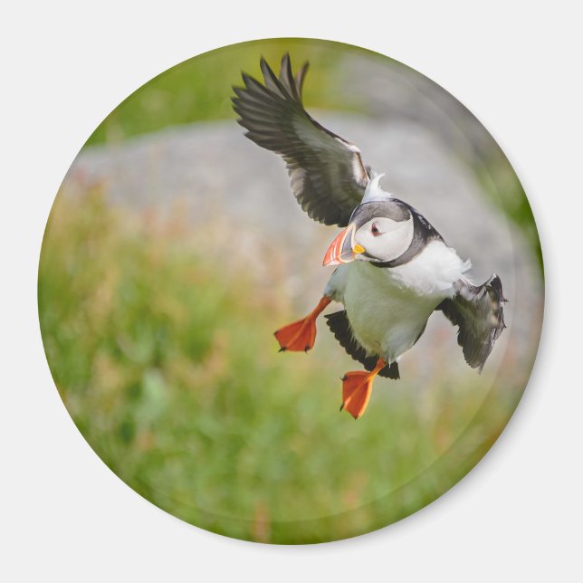 Atlantic Puffin bird flying round magnet (Front)