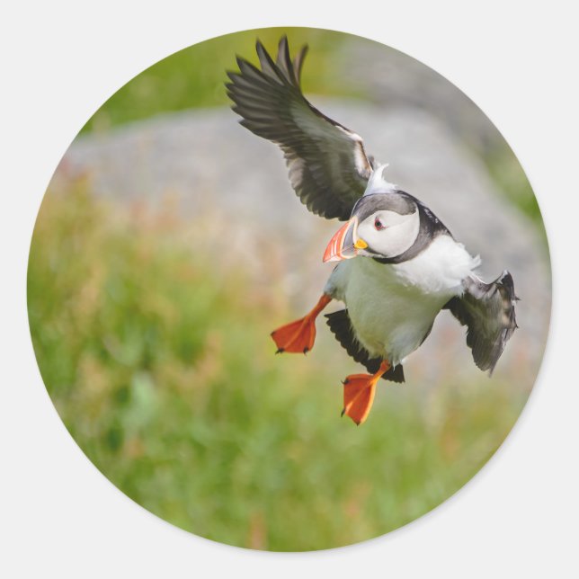 Atlantic Puffin bird flying round sticker (Front)