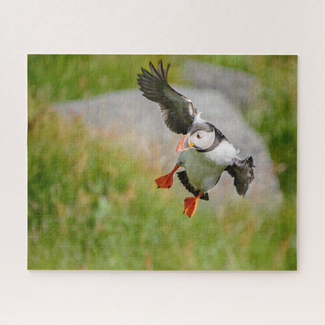Atlantic Puffin bird flying with spread wings Jigsaw Puzzle (Horizontal)