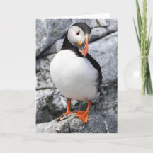 Atlantic Puffin