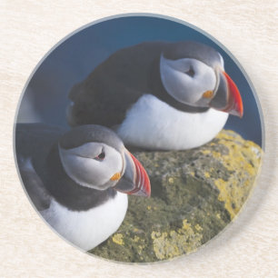 Atlantic Puffin Coaster