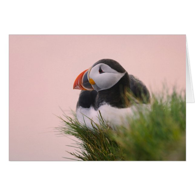 Atlantic Puffin (Fratercula arctica) (Front Horizontal)