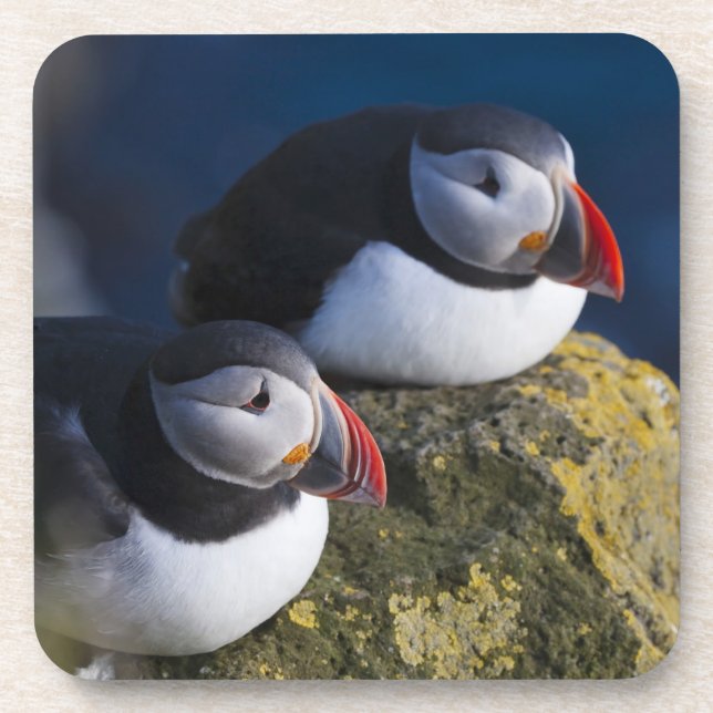 Atlantic Puffin (Fratercula arctica) 7 Coaster (Front)