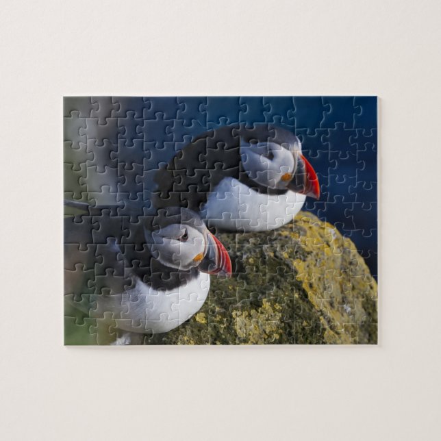 Atlantic Puffin (Fratercula arctica) 7 Jigsaw Puzzle (Horizontal)
