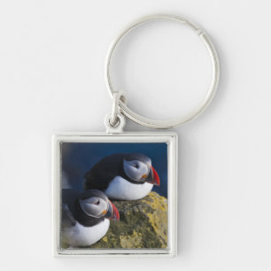 Atlantic Puffin (Fratercula arctica) 7 Key Ring