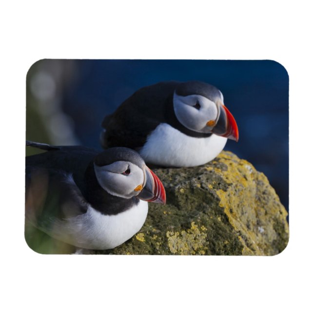 Atlantic Puffin (Fratercula arctica) 7 Magnet (Horizontal)