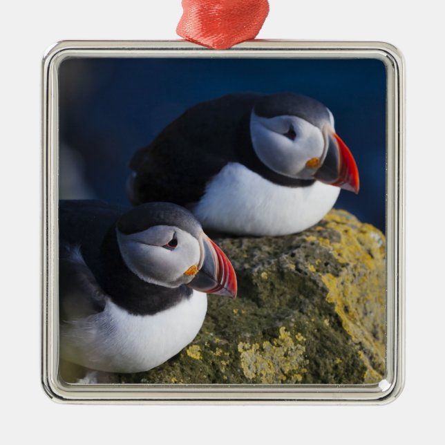 Atlantic Puffin (Fratercula arctica) 7 Metal Tree Decoration (Front)