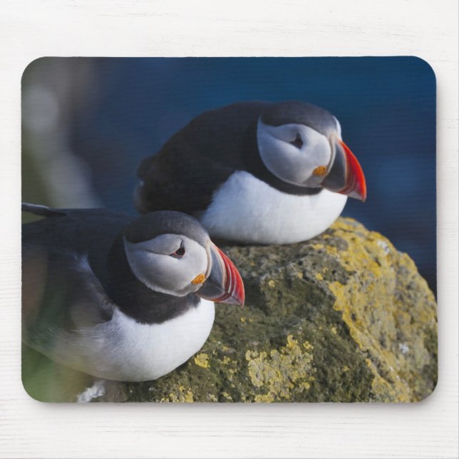 Atlantic Puffin (Fratercula arctica) 7 Mouse Mat (Front)