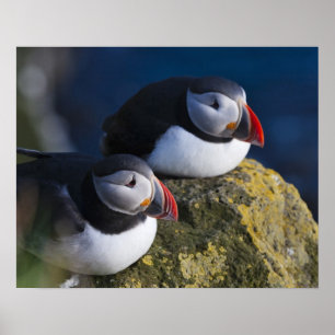 Atlantic Puffin (Fratercula arctica) 7 Poster