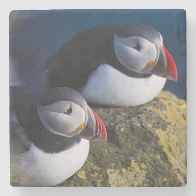 Atlantic Puffin (Fratercula arctica) 7 Stone Coaster (Front)