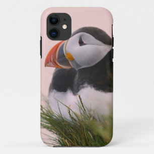 Atlantic Puffin (Fratercula arctica) iPhone 11 Case