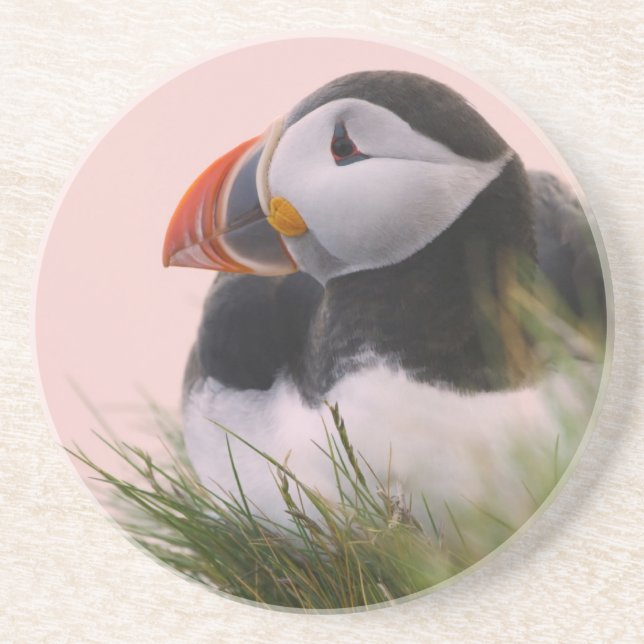 Atlantic Puffin (Fratercula arctica) Coaster (Front)
