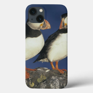 Atlantic Puffin, Fratercula arctica), in iPhone 13 Case