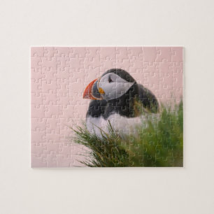 Atlantic Puffin (Fratercula arctica) Jigsaw Puzzle