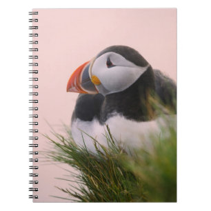 Atlantic Puffin (Fratercula arctica) Notebook