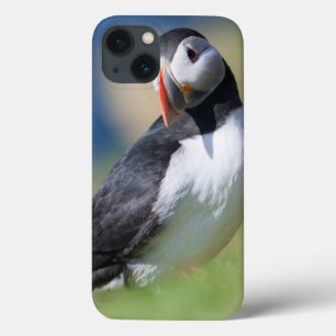 Atlantic Puffin (Fratercula Arctica) On Cliff 2 iPhone 13 Case