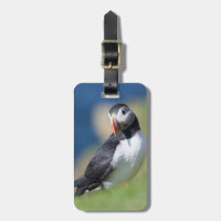 Atlantic Puffin (Fratercula Arctica) On Cliff 2