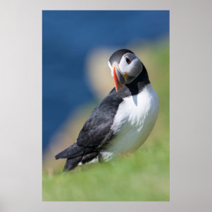 Atlantic Puffin (Fratercula Arctica) On Cliff 2 Poster