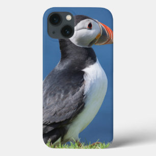 Atlantic Puffin (Fratercula Arctica) On Cliff iPhone 13 Case