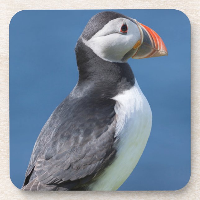 Atlantic Puffin (Fratercula Arctica) On Cliff Coaster (Front)