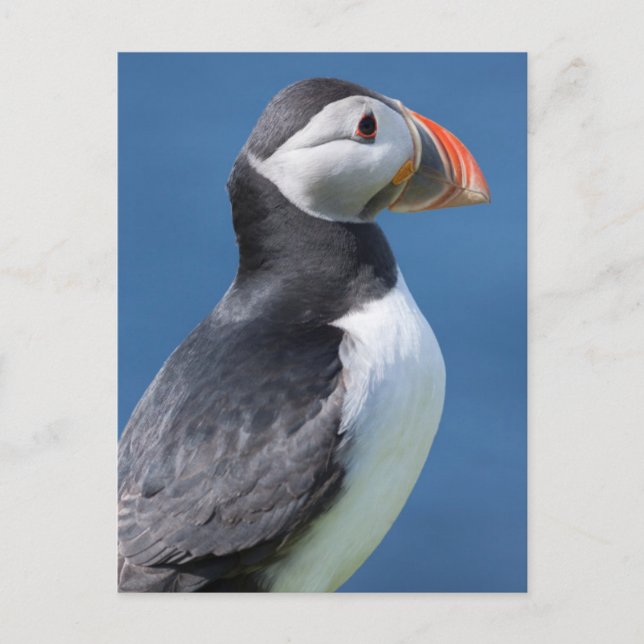 Atlantic Puffin (Fratercula Arctica) On Cliff Postcard (Front)