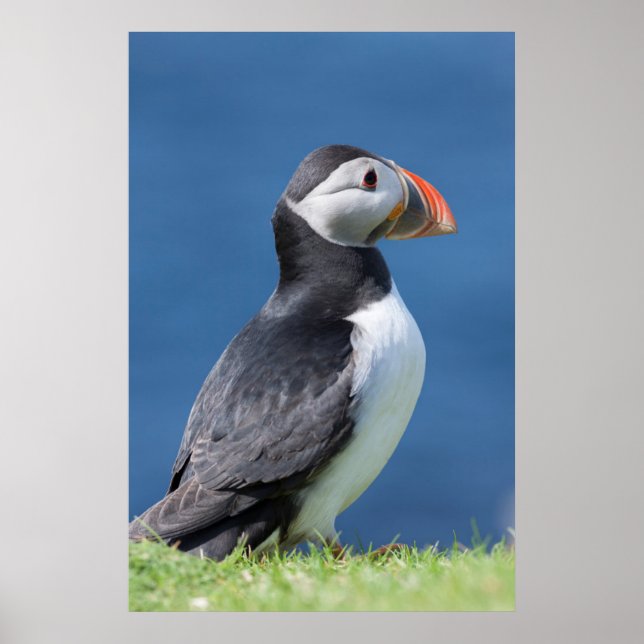 Atlantic Puffin (Fratercula Arctica) On Cliff Poster (Front)