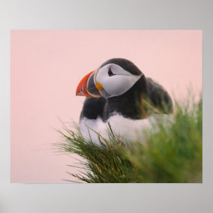Atlantic Puffin (Fratercula arctica) Poster