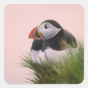 Atlantic Puffin (Fratercula arctica) Square Sticker