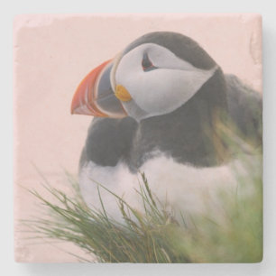 Atlantic Puffin (Fratercula arctica) Stone Coaster