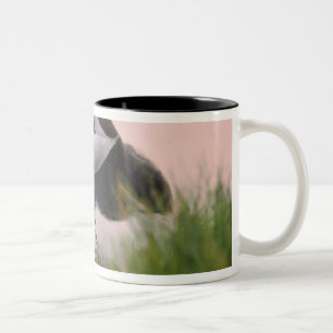 Atlantic Puffin (Fratercula arctica) Two-Tone Coffee Mug