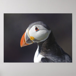 Atlantic Puffin Fratercula Poster