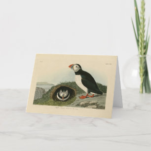 Atlantic Puffin from Audubon's Birds of America Card