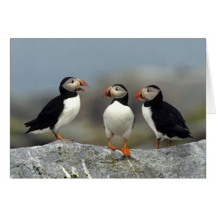 Atlantic Puffin Group