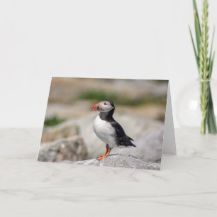 Atlantic Puffin in Machias, Maine Card
