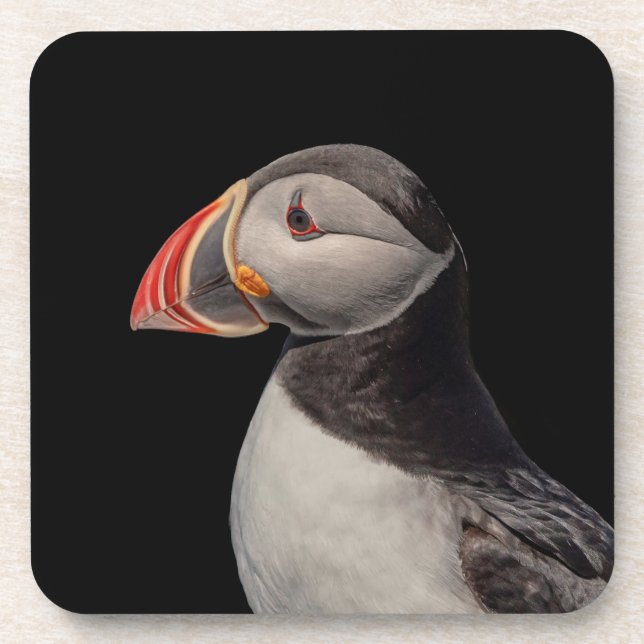 Atlantic Puffin in Machias, Maine Coaster (Front)