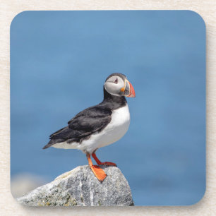 Atlantic Puffin in Machias, Maine Coaster