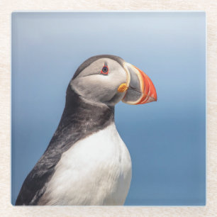 Atlantic Puffin in Machias, Maine Glass Coaster